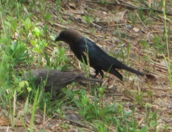 Brown-headed Cowbird - ML619816582