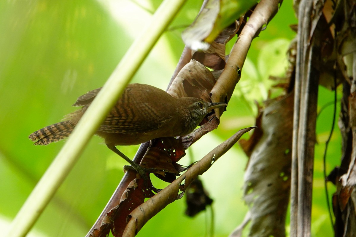 Buff-breasted Wren - ML619816588