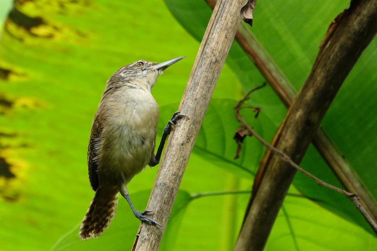 Buff-breasted Wren - ML619816589