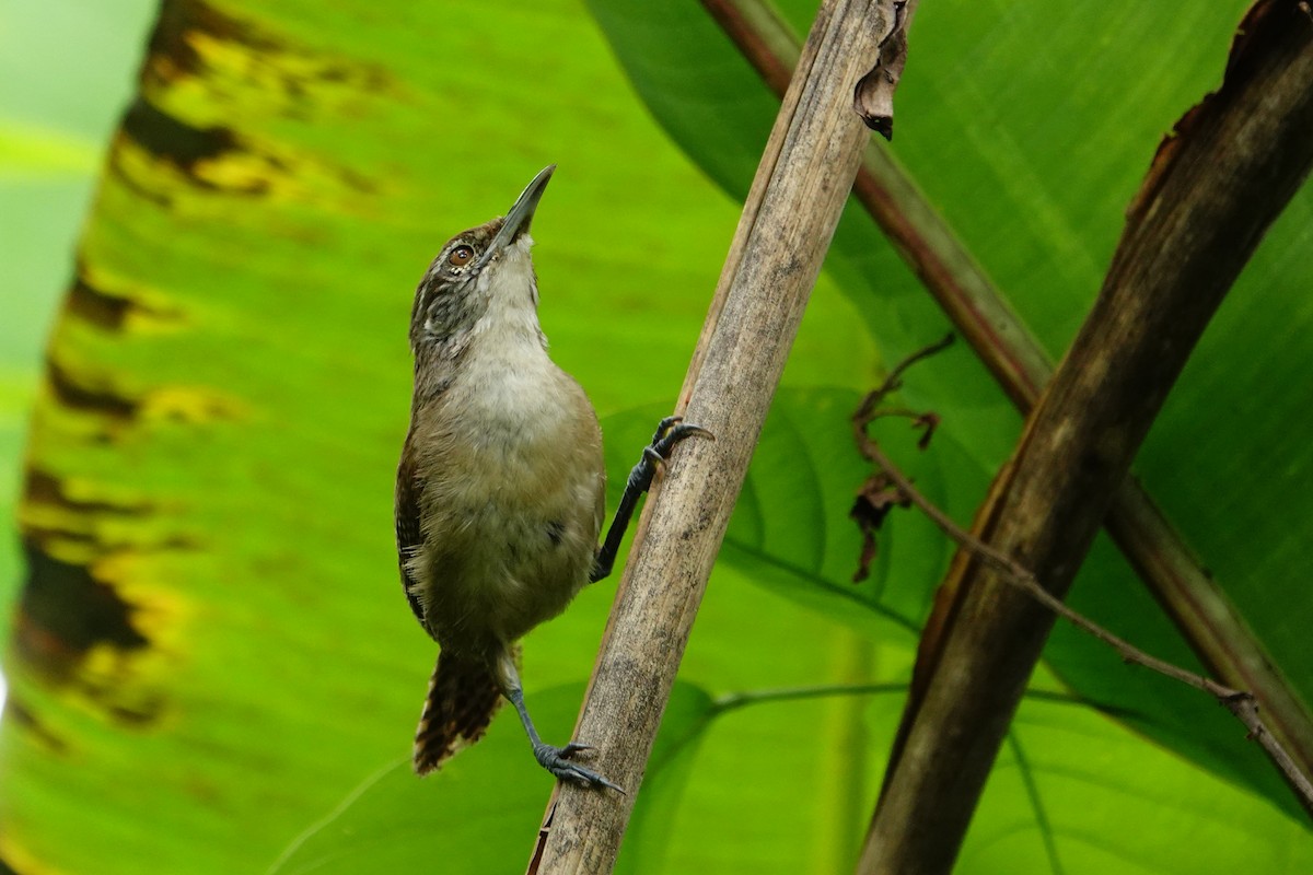 Buff-breasted Wren - ML619816593