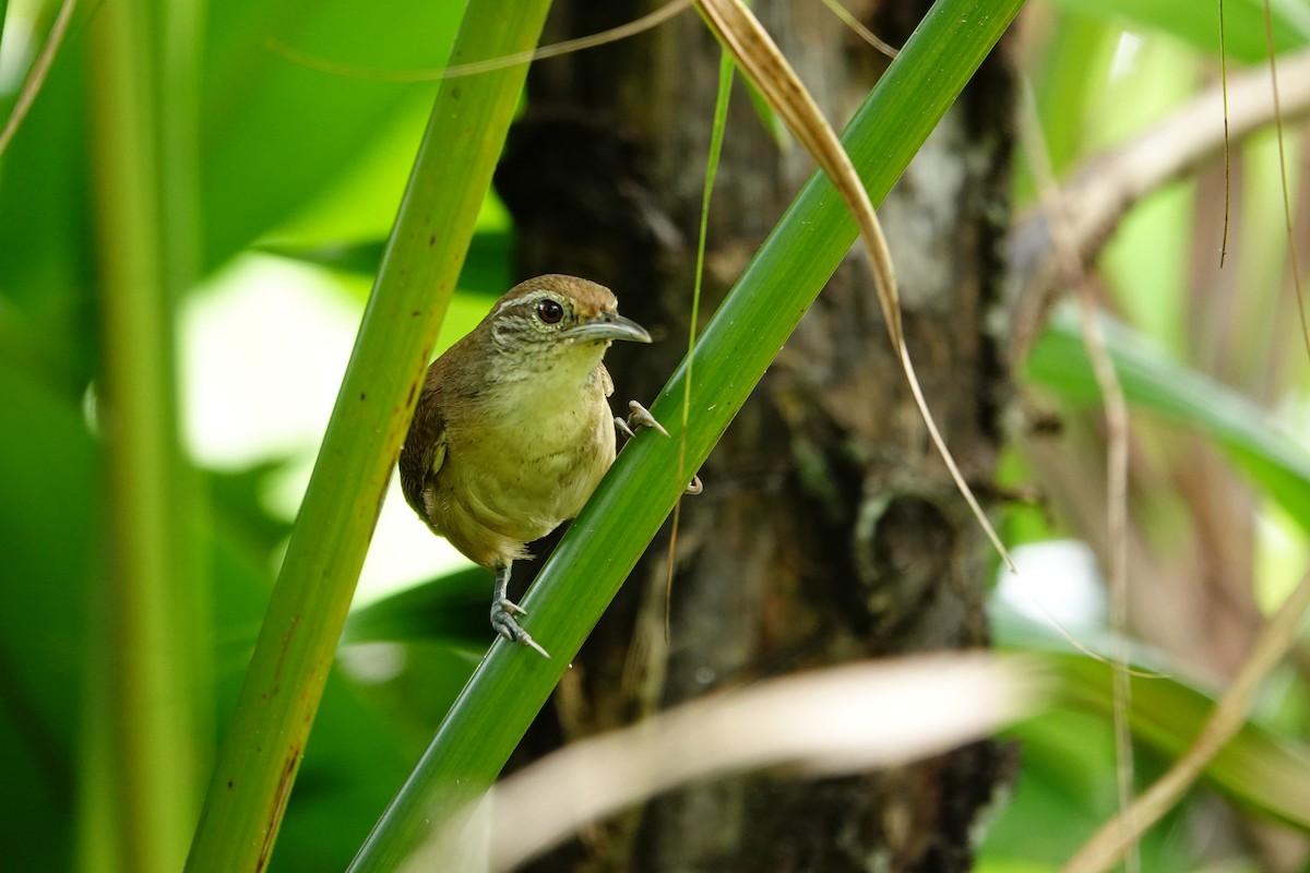 Buff-breasted Wren - ML619816594