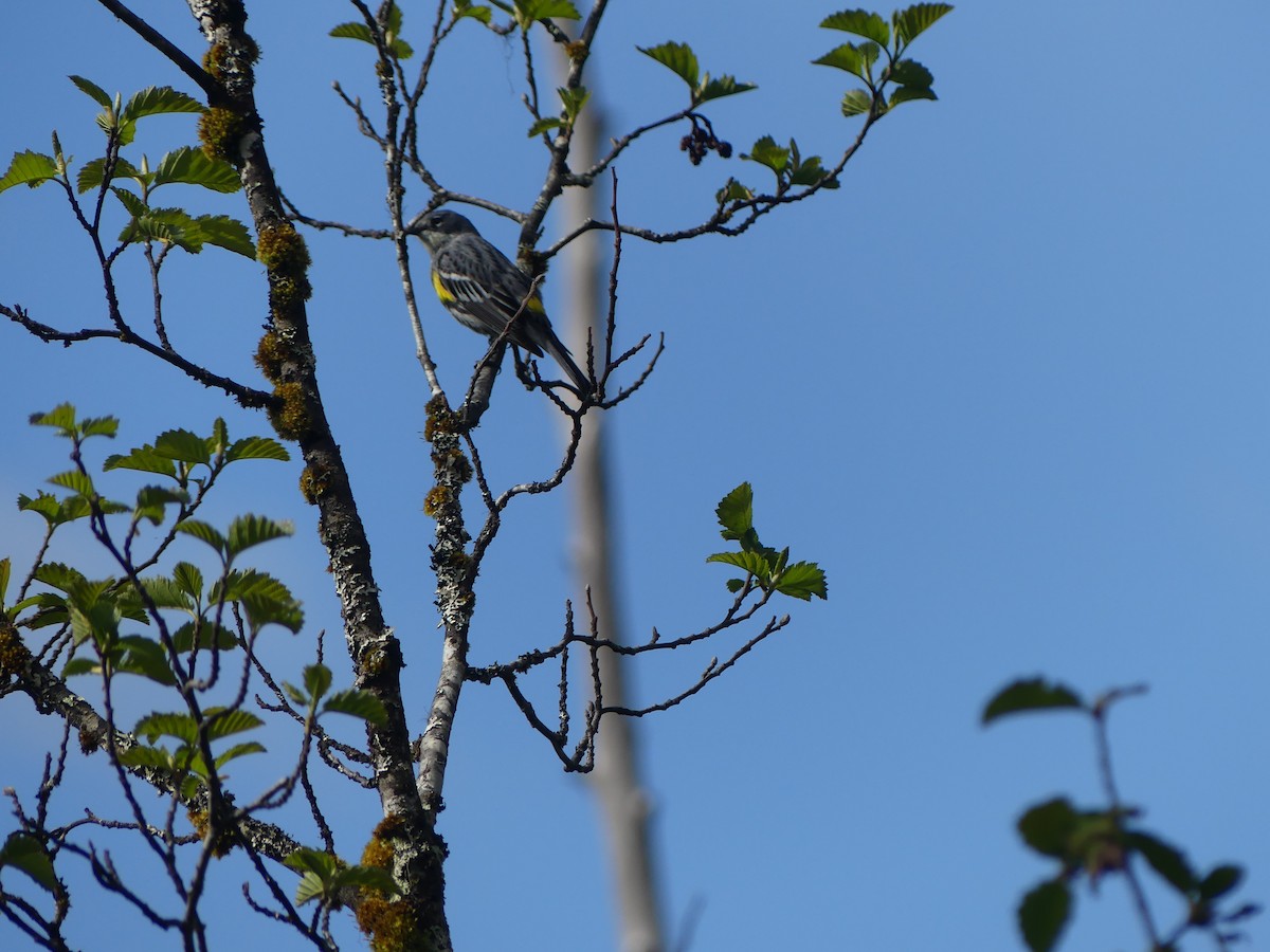 Yellow-rumped Warbler (Myrtle x Audubon's) - ML619816608