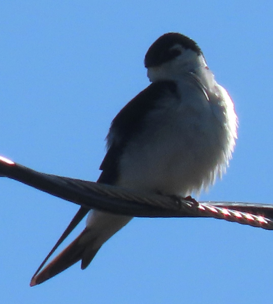 Violet-green Swallow - ML619816615