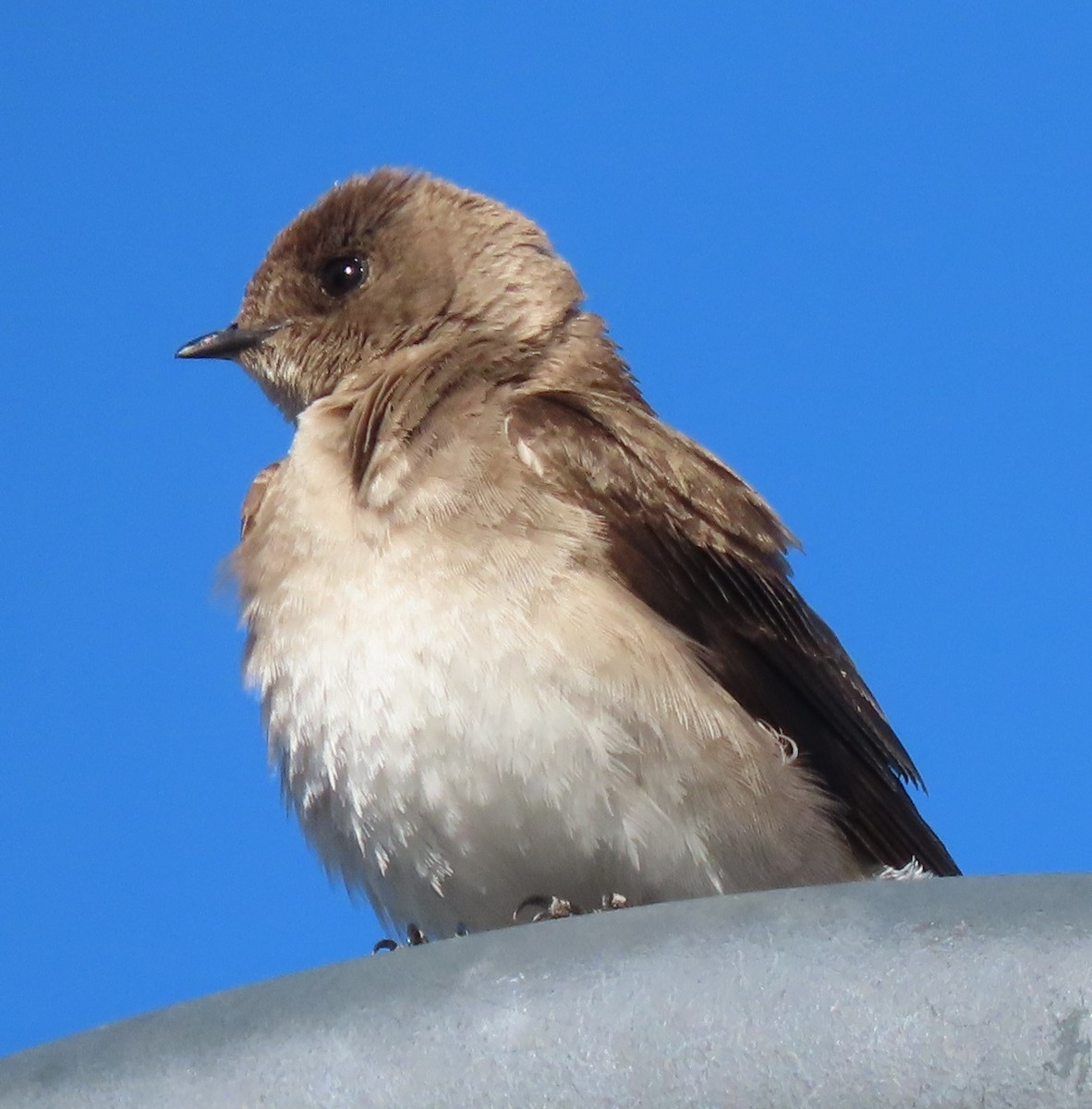 Northern Rough-winged Swallow - ML619816621
