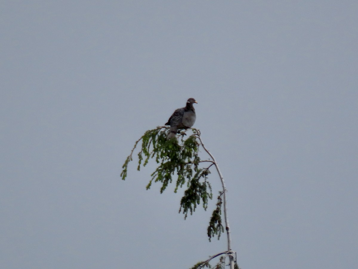 Band-tailed Pigeon - ML619816623