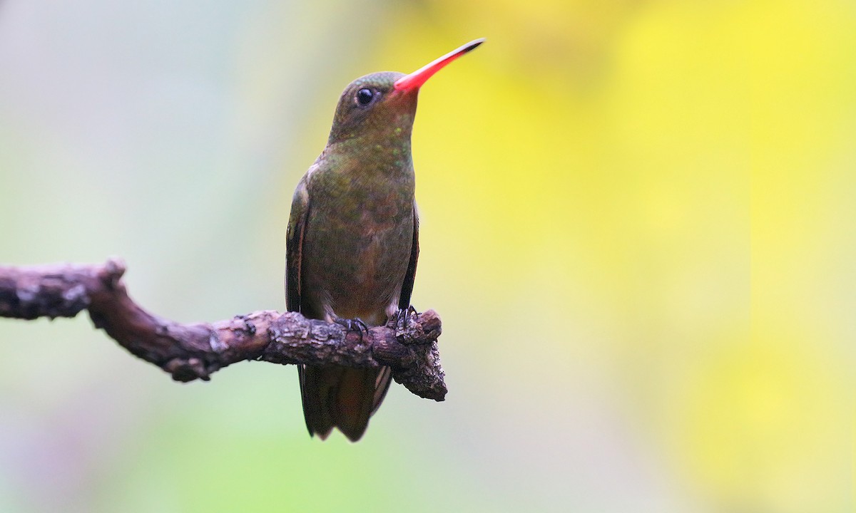 kolibřík zlacený - ML619816625