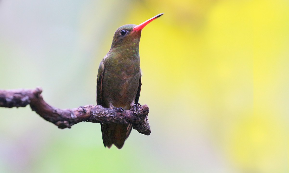 gyllenkolibri - ML619816625