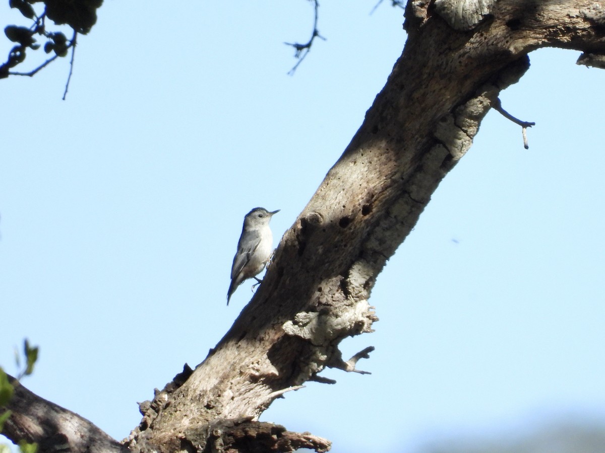 White-breasted Nuthatch - ML619816634