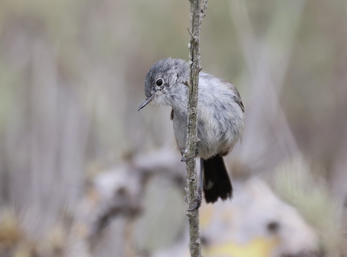 California Gnatcatcher - ML619816637