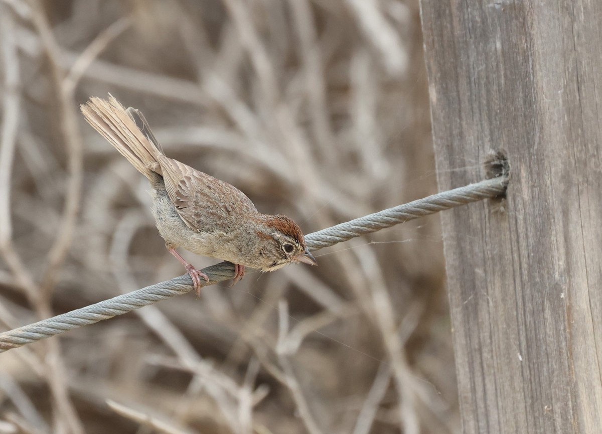 Rufous-crowned Sparrow - ML619816654