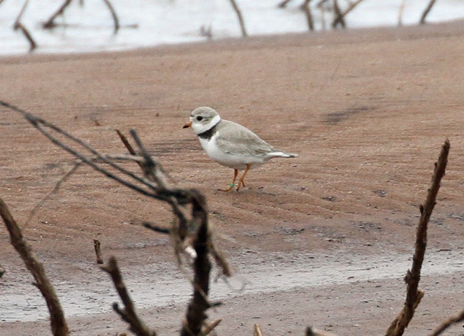 Piping Plover - ML619816657