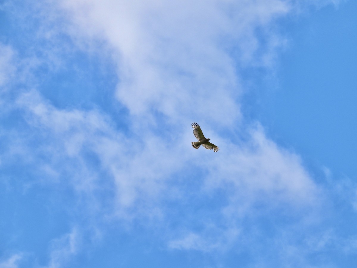 Red-shouldered Hawk - ML619816667