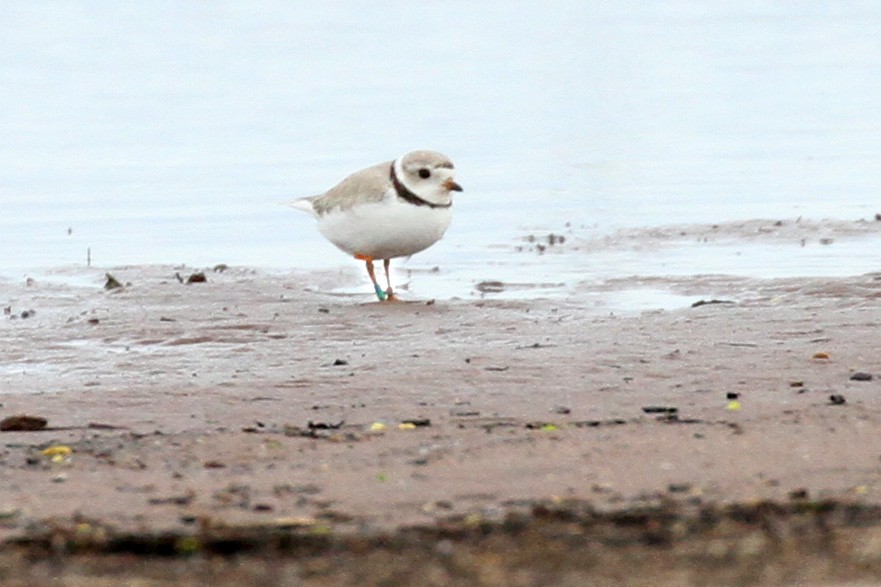 Piping Plover - Ryan Brady