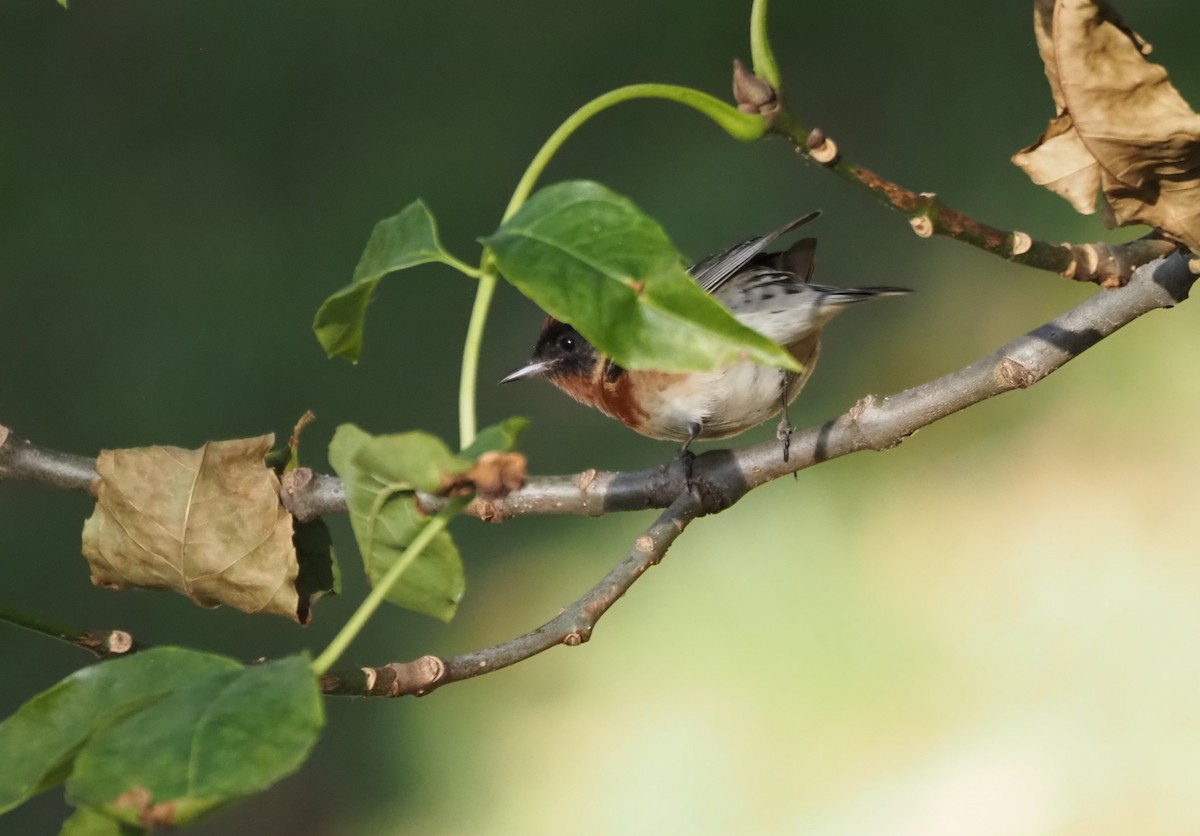 Bay-breasted Warbler - ML619816691