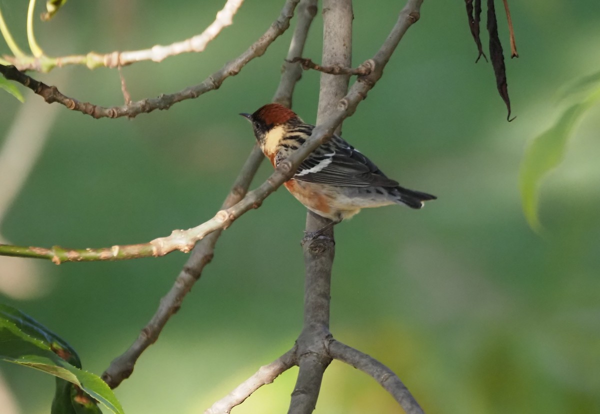 Bay-breasted Warbler - ML619816695