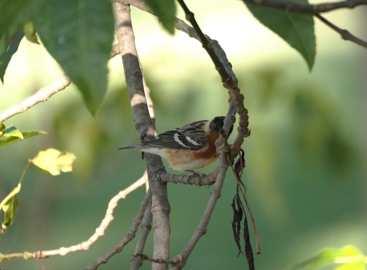 Bay-breasted Warbler - ML619816697