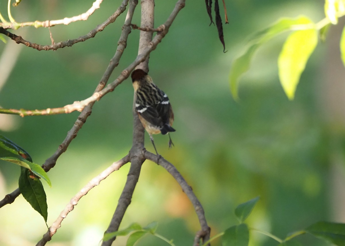 Bay-breasted Warbler - ML619816701