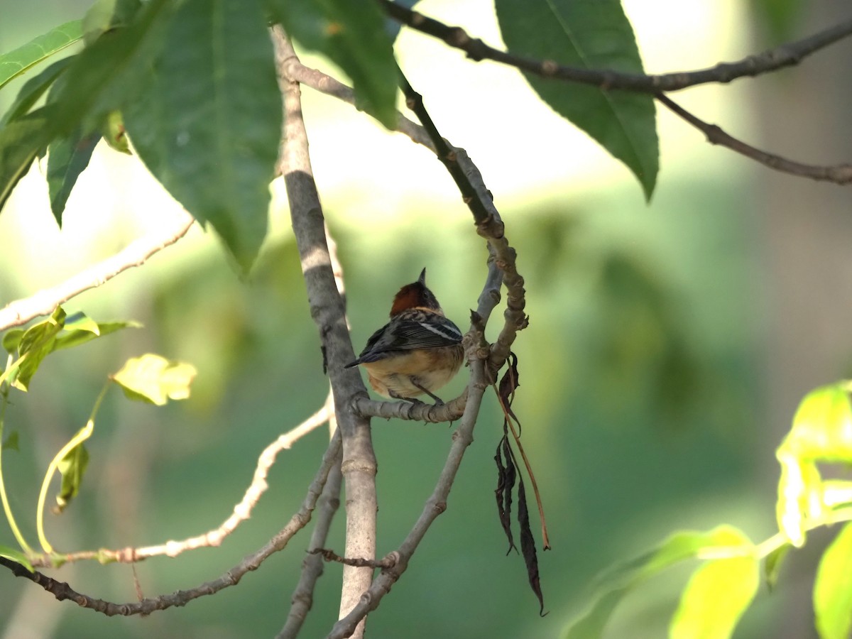 Bay-breasted Warbler - ML619816705