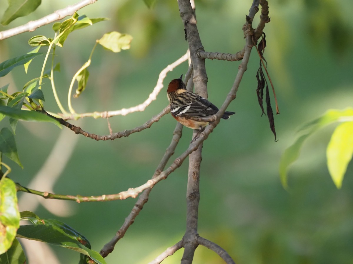 Bay-breasted Warbler - ML619816714