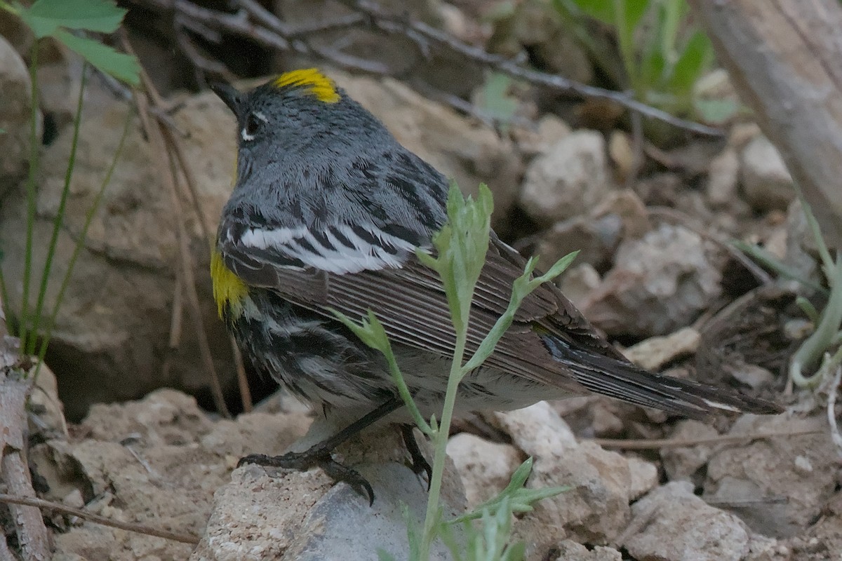 Yellow-rumped Warbler (Audubon's) - ML619816719