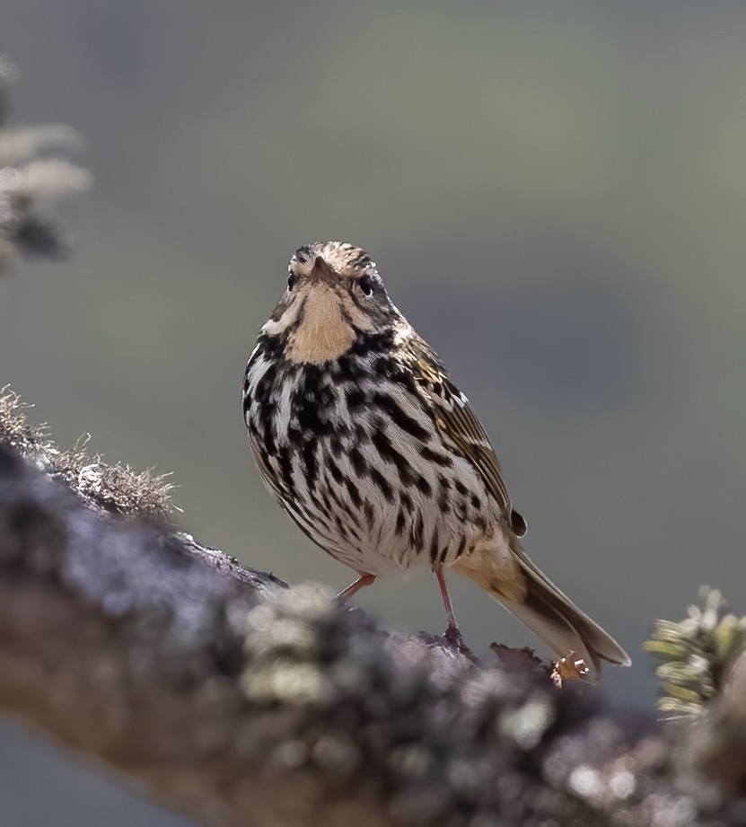 Olive-backed Pipit - ML619816723