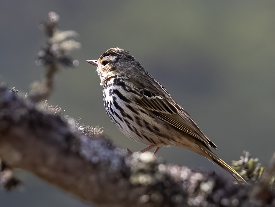 Olive-backed Pipit - ML619816724