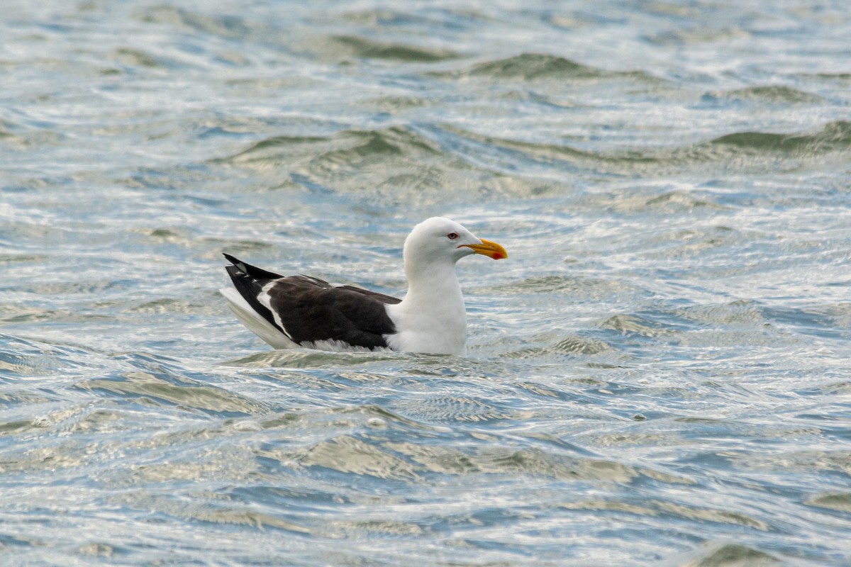 Kelp Gull (dominicanus) - ML619816731