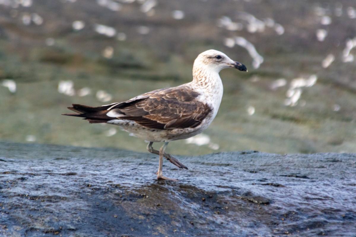 Kelp Gull (dominicanus) - Anderson  Sandro