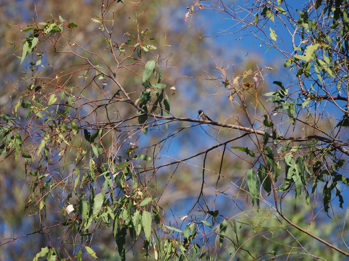 Anna's Hummingbird - ML619816738