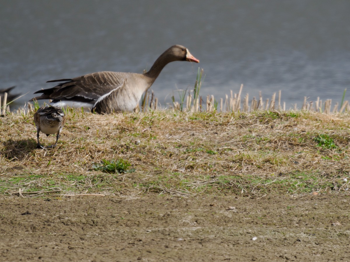 Greater White-fronted Goose - ML619816749