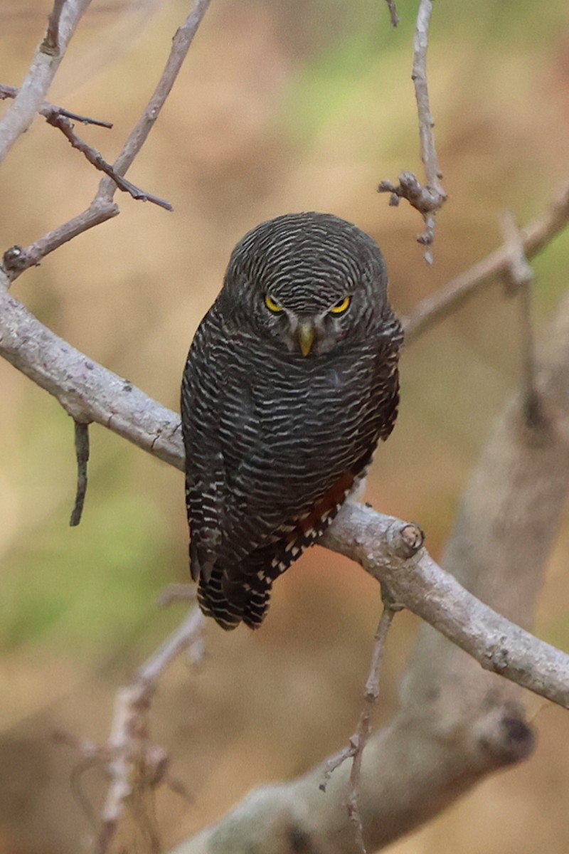 Jungle Owlet - ML619816754