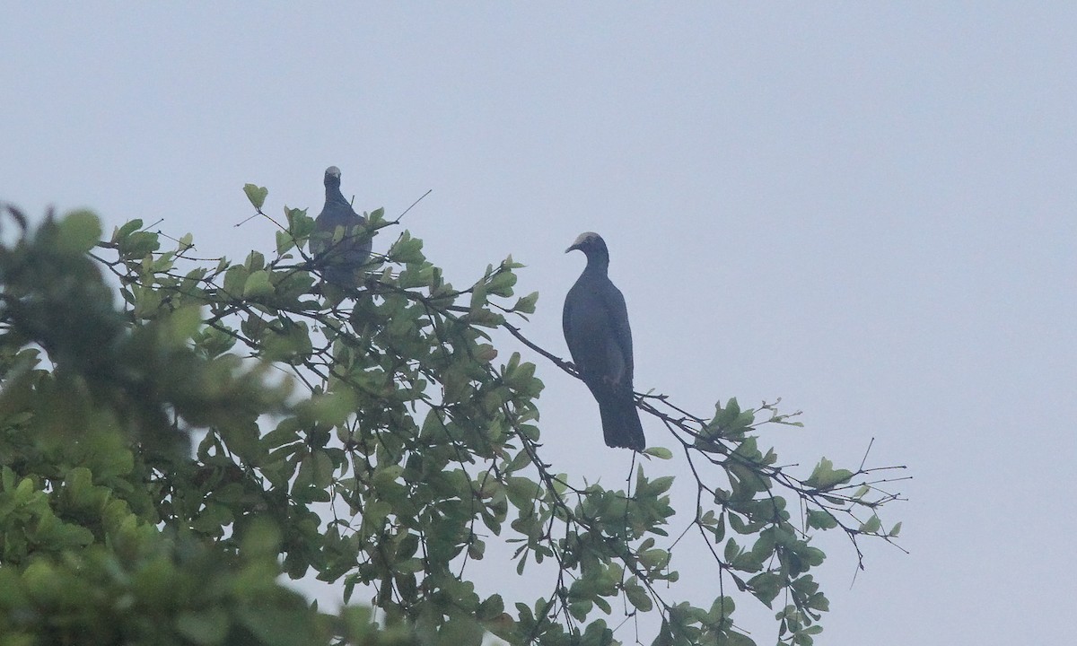 White-crowned Pigeon - ML619816755