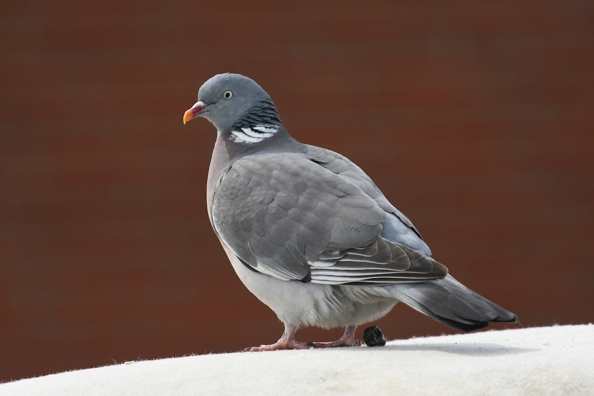 Common Wood-Pigeon - ML619816771