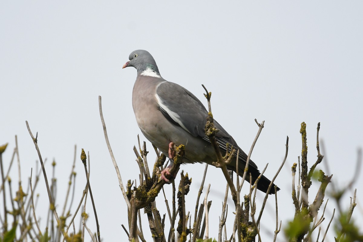 Common Wood-Pigeon - ML619816774