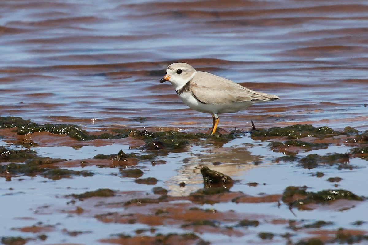 Piping Plover - ML619816779