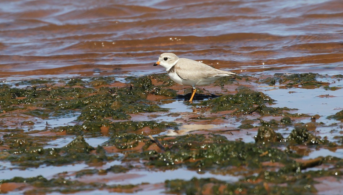 Piping Plover - ML619816785