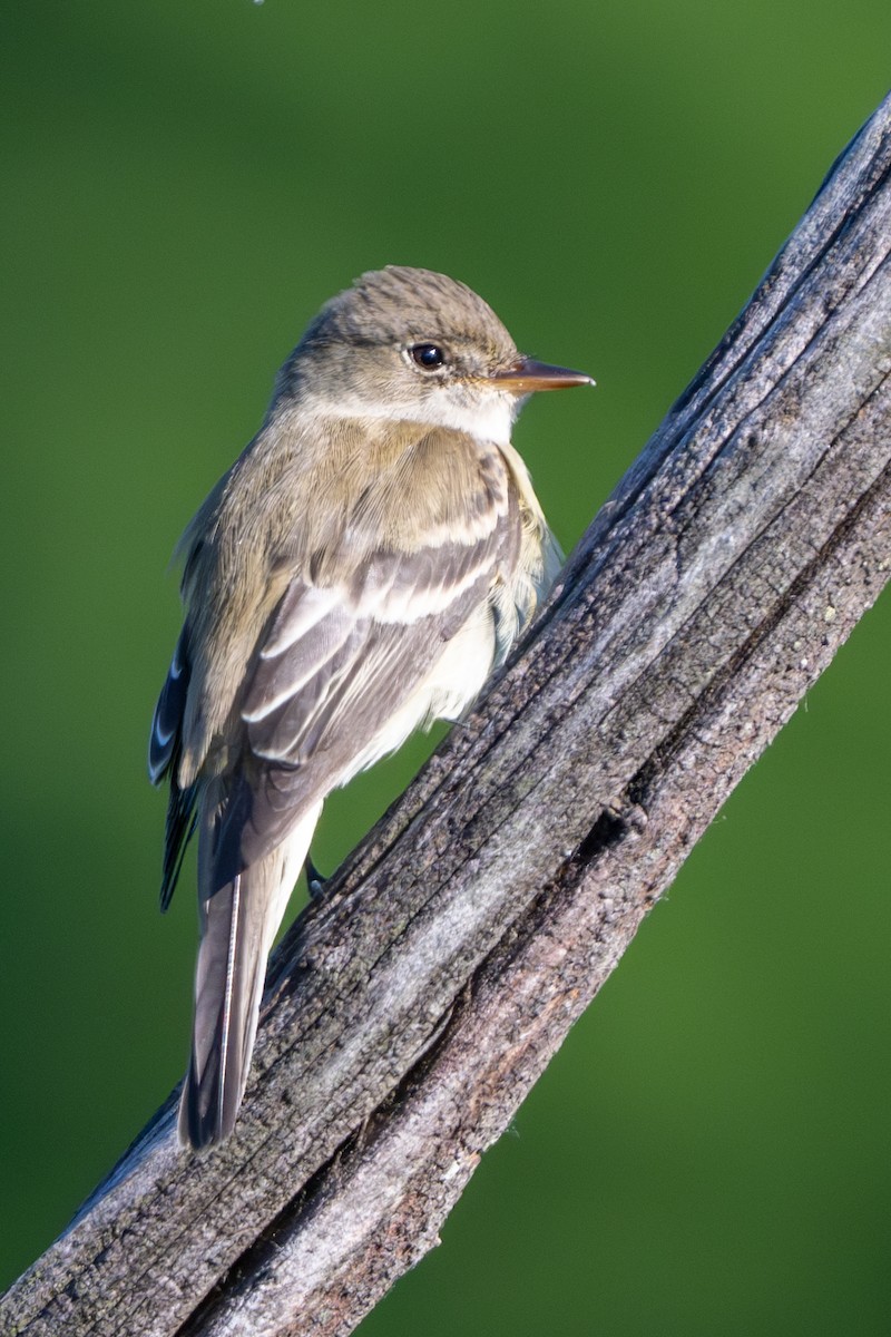 Willow Flycatcher - ML619816786