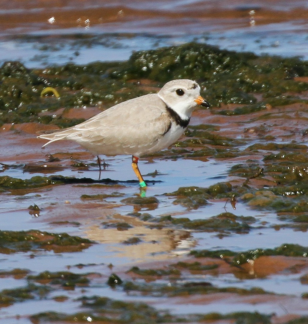 Piping Plover - ML619816787