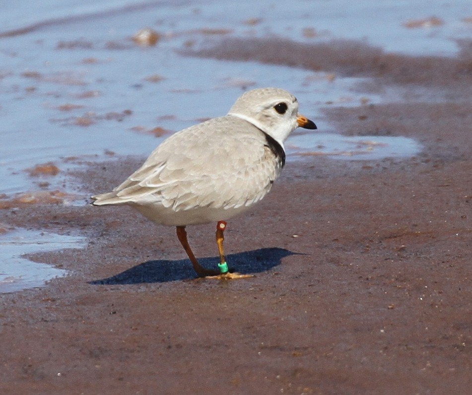 Piping Plover - ML619816796