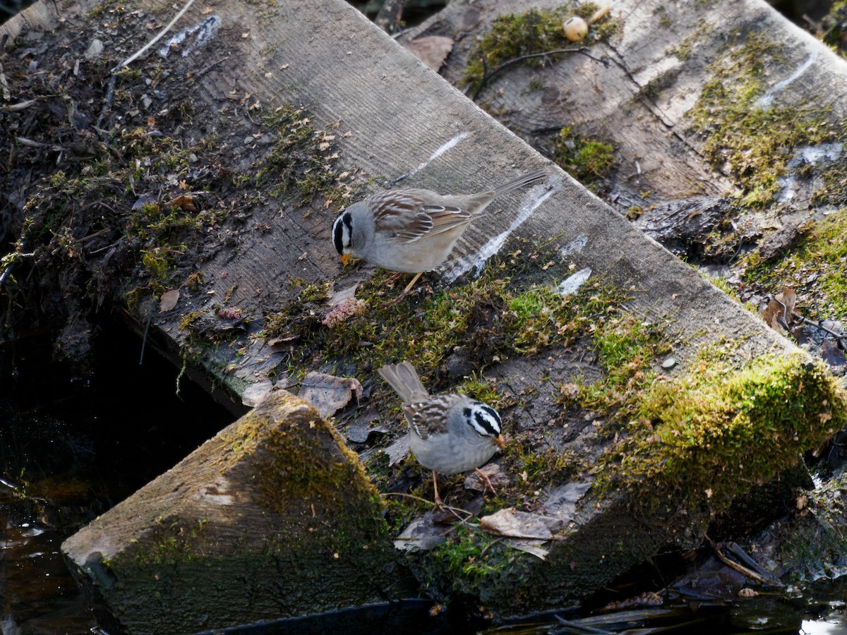 White-crowned Sparrow - ML619816798