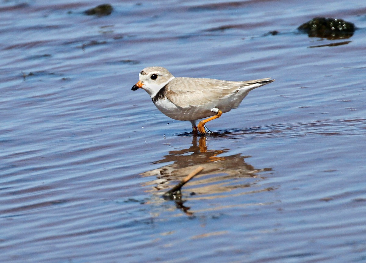 Piping Plover - ML619816799