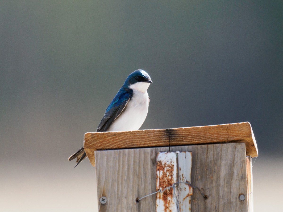 Tree Swallow - ML619816806