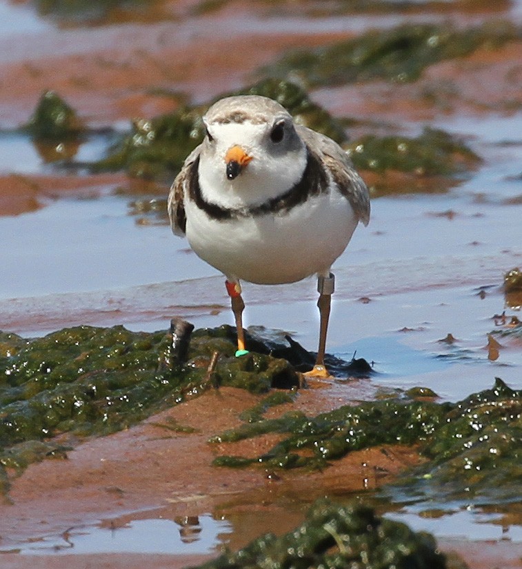 Piping Plover - ML619816809