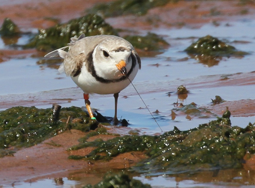 Piping Plover - ML619816810