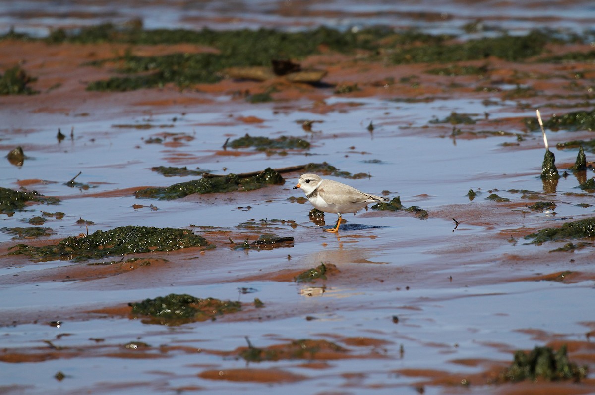 Piping Plover - ML619816811