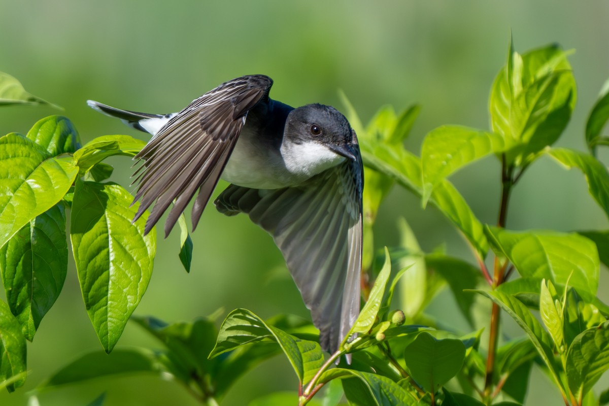 Eastern Kingbird - ML619816817