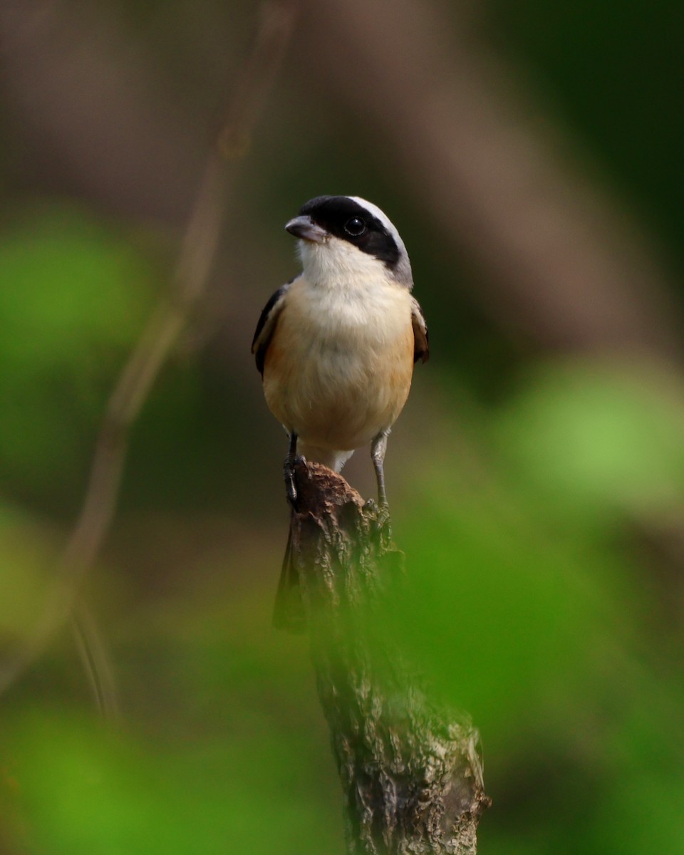 Bay-backed Shrike - ML619816822