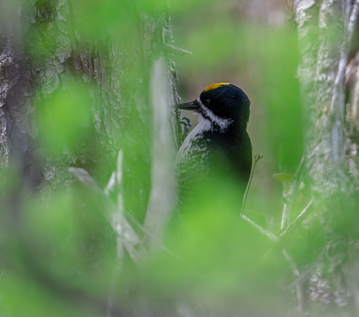 Black-backed Woodpecker - ML619816833