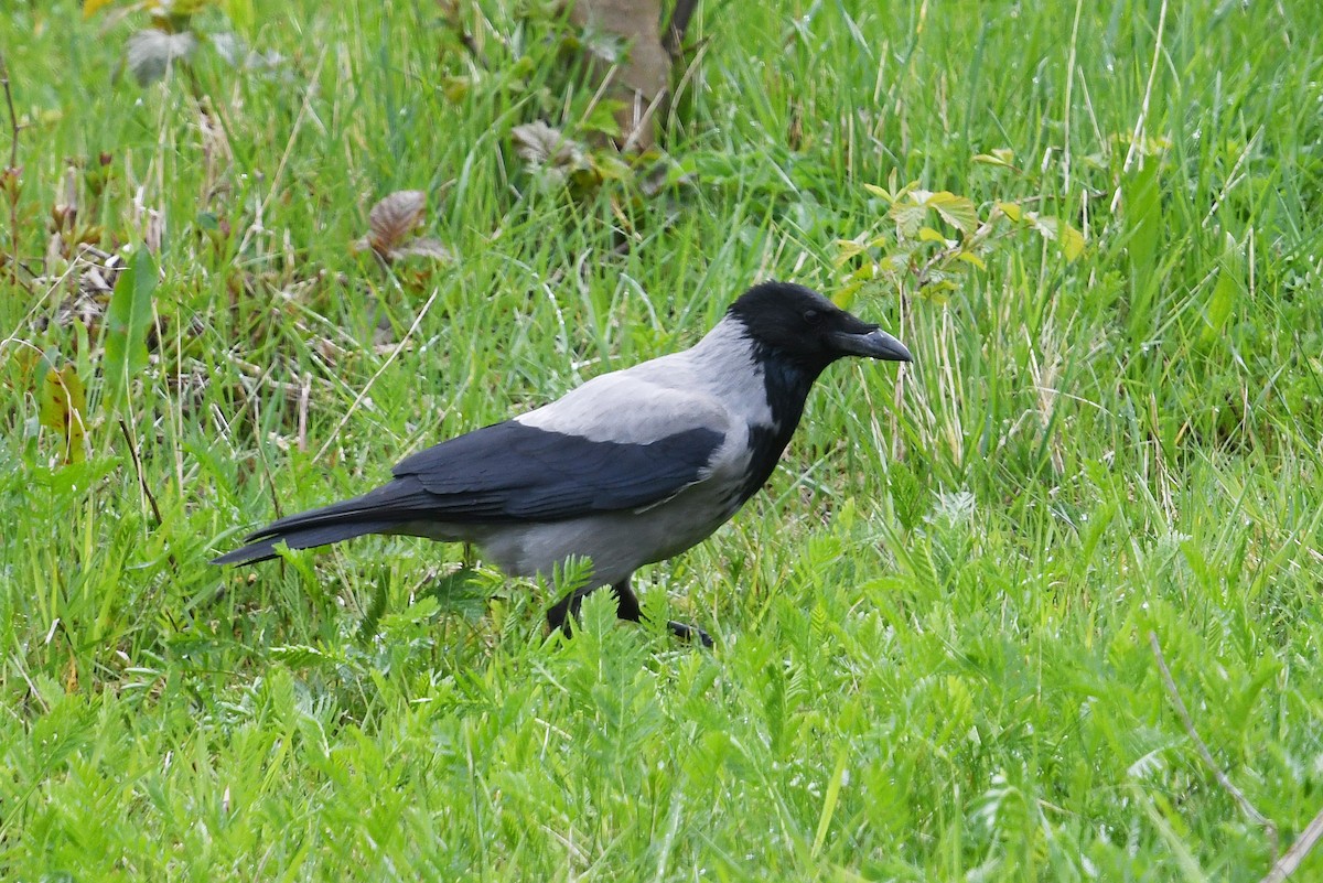 Hooded Crow - ML619816851