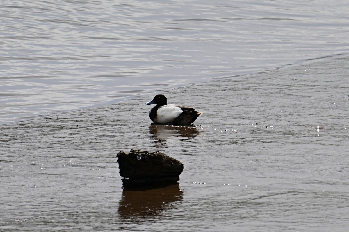 Greater Scaup - ML619816860